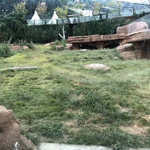 African Lion Exhibit