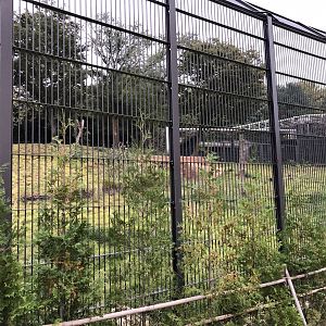 African Lion Exhibit