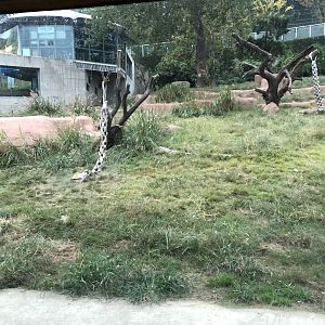 African Lion Exhibit