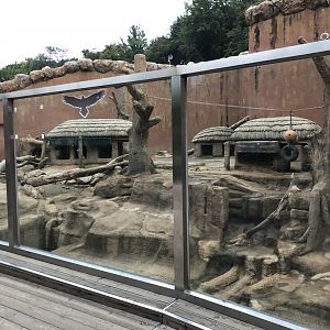 Olive Baboon Exhibit