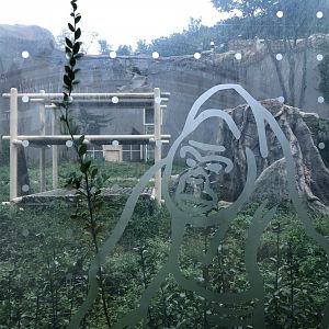 Western Lowland Gorilla Exhibit