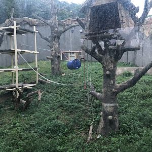 Bornean Orangutan Exhibit