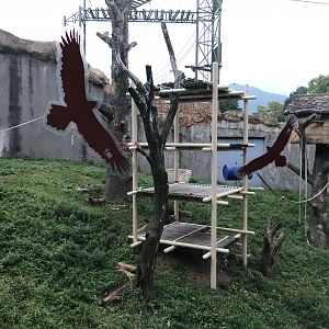 Bornean Orangutan Exhibit