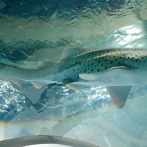 Leopard Shark