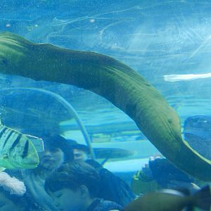 Green Moray