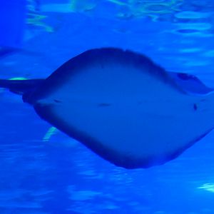 Round Ribbontail Ray