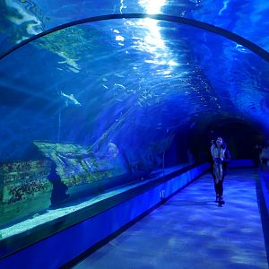 Shark Tunnel