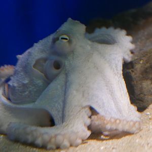 Common Octopus