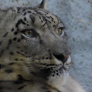 Snow Leopard