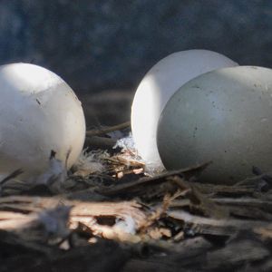 East African Crowned Crane eggs