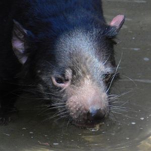 Tasmanian Devil
