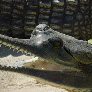 Indian Gharial