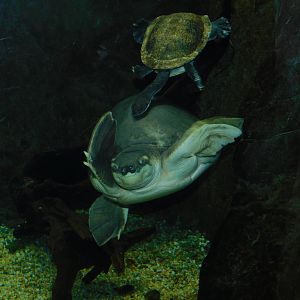 Fly River Turtle and Roti Island Snake Necked Turtle