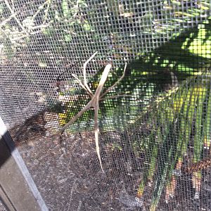 Spider Identification please!