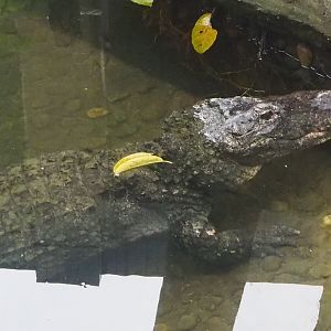 Chinese Alligator