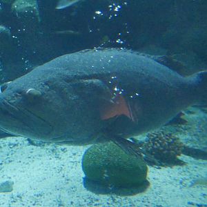 Giant Grouper