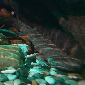 Chinese Giant Salamander