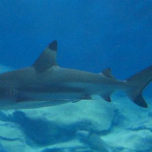 Blacktip Reef Shark