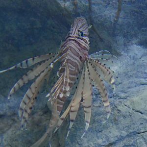 Luna Lionfish