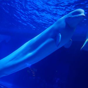 Beluga Whale