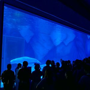 Beluga Whale Tank
