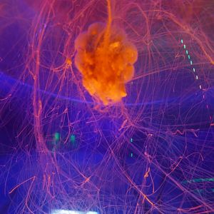 Lion's Mane Jellyfish