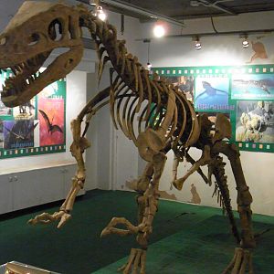 Allosaurus Skeleton