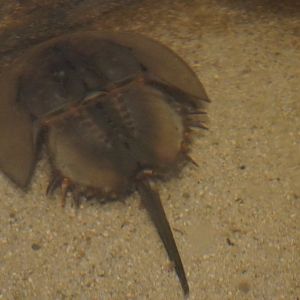 Horseshoe Crab