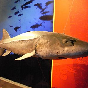 Chinese Sturgeon Model