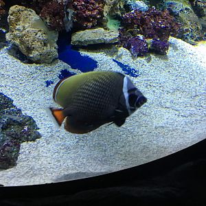 Collared Butterflyfish