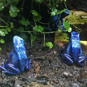 Blue Poison Arrow Frog