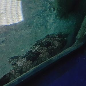 Spotted Wobbegong