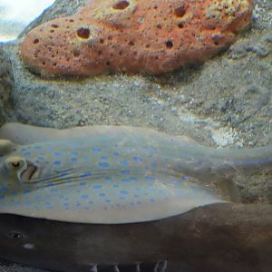 Bluespotted Ribbontail Ray