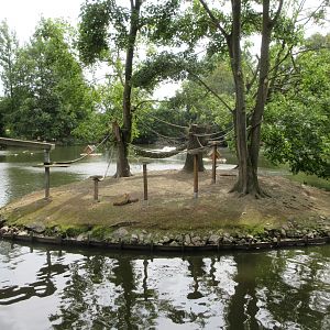 Ring-tailed Lemur - island exhibit
