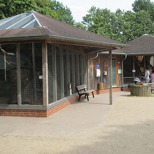 Ring-tailed Lemur - indoor exhibit