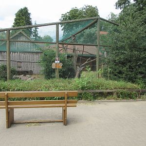 Ring-tailed Lemur Exhibit