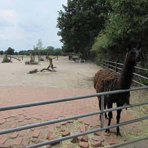 Llama/Rhea Exhibit