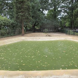 Lowland Tapir Exhibit