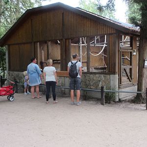 White-handed Gibbon Exhibit