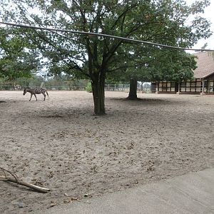 Plains Zebra/Ostrich Exhibit