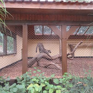 Puma - indoor exhibit