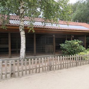 Amur Tiger - indoor exhibit