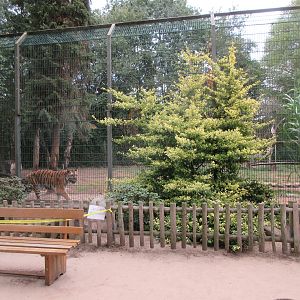 Amur Tiger - outdoor exhibit