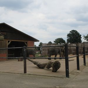 Asian Elephant Exhibit