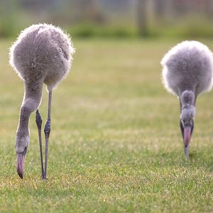 Greater flamingo : Hamerton : 15 Sep 2019