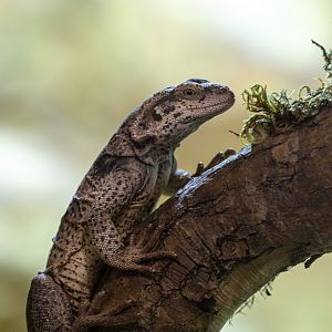 Common chuckwalla : Hamerton : 15 Sep 2019