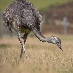 Greater rhea : Hamerton : 29 Sep 2019