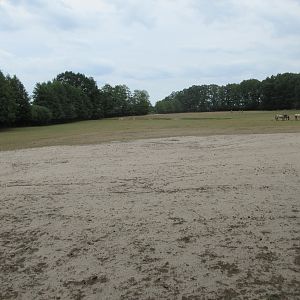Fallow Deer/Domestic Cattle/Tarpan Exhibit