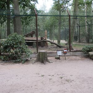 Eurasian Lynx Exhibit