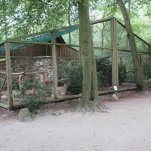 Eurasian Eagle Owl Exhibit
